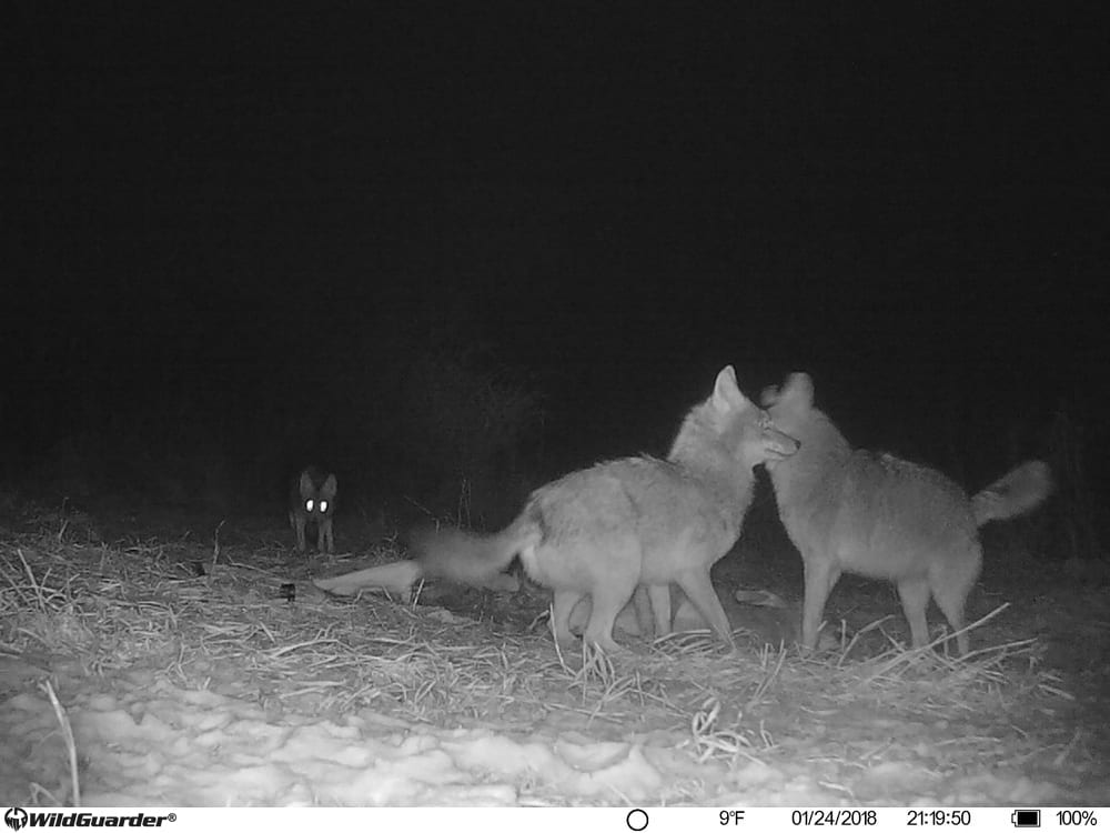 photo piège d'animaux gardes sauvages