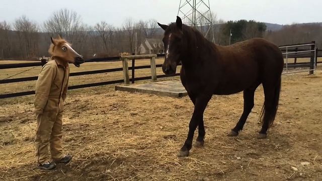 masque de tête de cheval